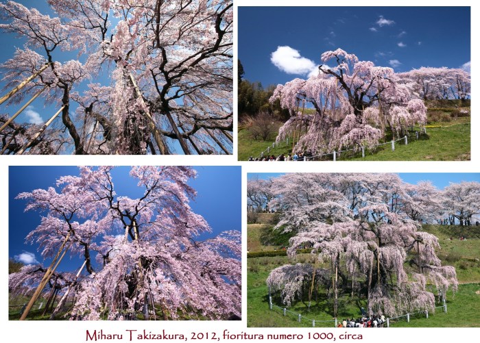 Miharu Takizakura (Fukushima Prefecture, Miharu Town)